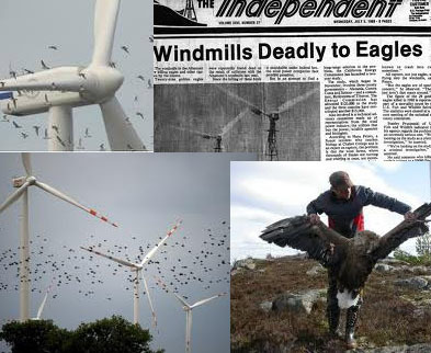 Wind Turbines: Is it OK to slaughter hundreds of thousands of birds, bats every year in the name of clean energy? | BIODIVERSITY IS LIFE  – | Scoop.it