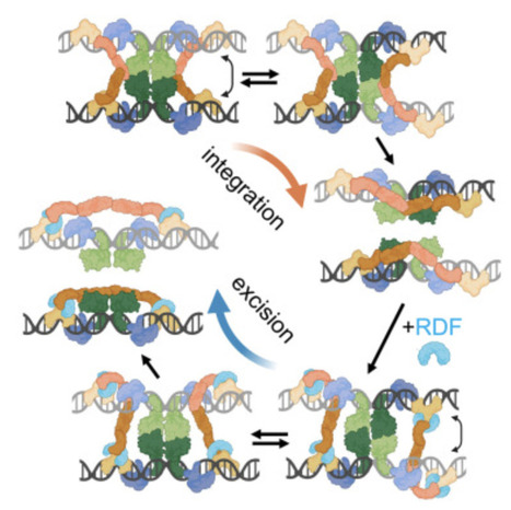Structural basis of directionality control in large serine integrases | mcell | RMH | Scoop.it