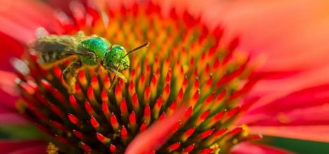 Rôle des forêts de conifères dans la conservation des pollinisateurs tels que abeilles, guêpes, mouches, coléoptères et papillons (plus de 100 000 espèces recensées) | EntomoNews | Scoop.it