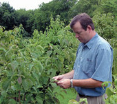 Careers advice in Plant Pathology, from APS and BSPP | Plants and Microbes | Scoop.it