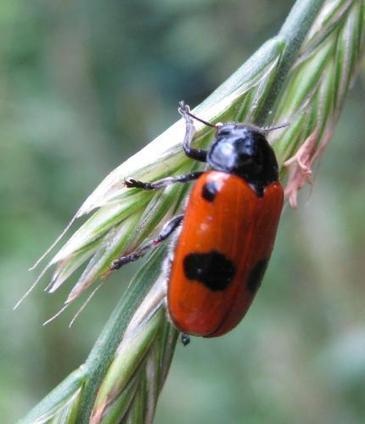 AU MOIS DE JUIN : Chrysomèle - Clytra sp. | Les Colocs du jardin | Scoop.it