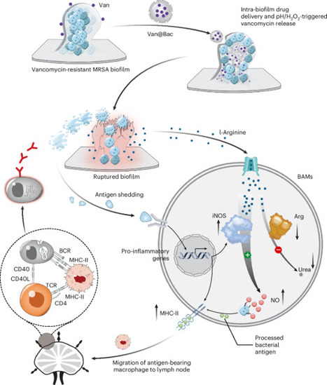 Chemically modified and inactivated bacteria enable intra-biofilm drug delivery and long-term immunity against implant infections | Nbe | RMH | Scoop.it