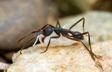 Des fourmis légionnaires : Eciton burchellii parvispinum | Insect Archive | Scoop.it