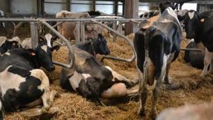 Santé animale : Les groupes Seenergi et Origenplus s'associent pour créer Natur'élevage | Lait de Normandie... et d'ailleurs | Scoop.it