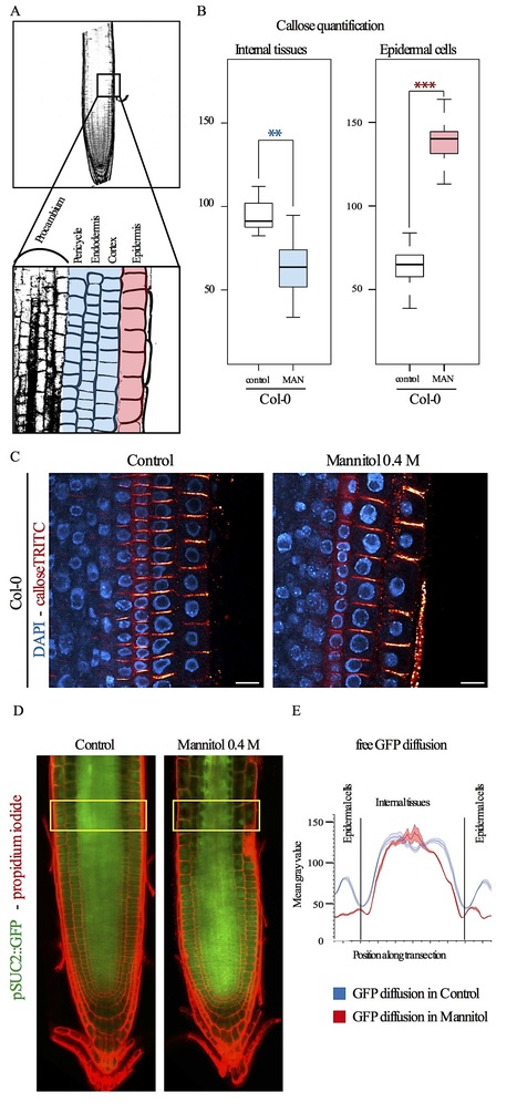 bioRxiv: Plasma membrane associated Receptor Like Kinases relocalise to plasmodesmata in response to osmotic stress (2019) | Plants and Microbes | Scoop.it
