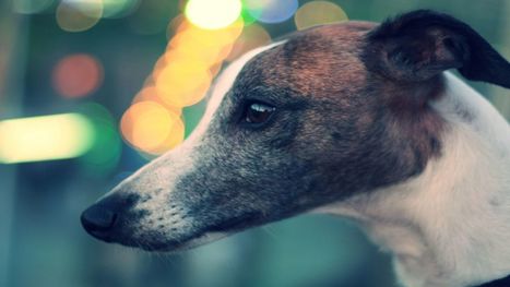 Kentucky Greyhound Adoption Group in Favor of Race Industry | Greyhound Racing | Scoop.it
