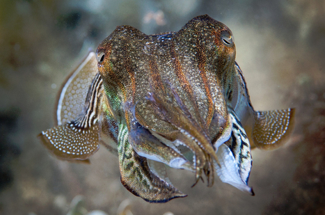 Cuttlefish Remember What, Where and When They Ate | Soggy Science | Scoop.it