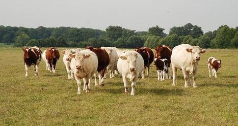 La montée en gamme de la viande au cœur du plan filière | Actualités de l'élevage | Scoop.it