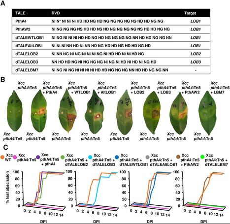 The immunity of Meiwa kumquat against Xanthomonas citri is associated with a known susceptibility gene induced by a transcription activator-like effector - PLOS Pathogens | TAL effector science | Scoop.it