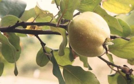 La cotogna: storia del frutto dimenticato - cotogno, cotogna, Cydonia, confetture, gelatine di frutta | Orto, Giardino, Frutteto, Piante Innovative e Antiche Varietà | Scoop.it