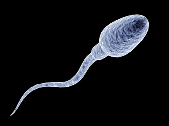 Les spermatozoïdes savent calculer | Merveilles - Marvels | Scoop.it