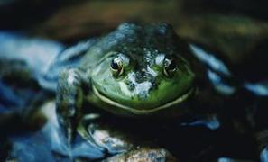 Au secours des amphibiens - La Dépêche | Vallées d'Aure & Louron - Pyrénées | Scoop.it