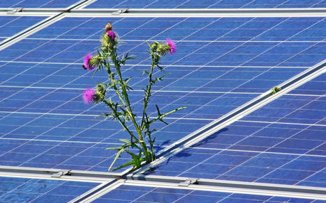 SolarPower Europe publie un guide de bonnes pratiques sur le solaire et la biodiversité  | rev3 - la 3ème révolution industrielle en Hauts-de-France | Scoop.it
