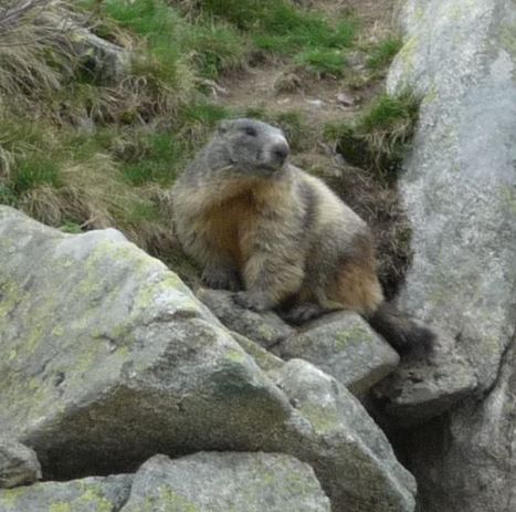 ÉCOSYSTÈME • La marmotte, animal ingénieux - Courrier International - Die Zeit | Vallées d'Aure & Louron - Pyrénées | Scoop.it