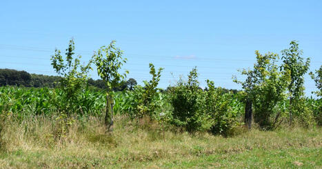 Ard&egrave;che&nbsp;: les agriculteurs obtiennent 15 jours de d&eacute;lai suppl&eacute;mentaire pour tailler leurs haies - ICI | Paysage - Agriculture | Scoop.it