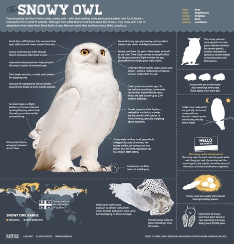 The Magic of the Snowy Owl | Daily Infographic | World's Best Infographics | Scoop.it