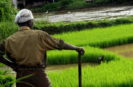 Boom des exportation de riz basmati de l’Inde en 2023 | Questions de développement ... | Scoop.it