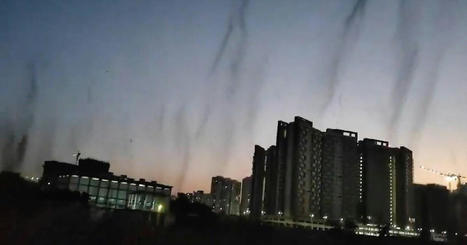 Mosquito 'tornado' above city leaves horrified residents confined in homes | World News | Metro News | Operation Deimos | Scoop.it