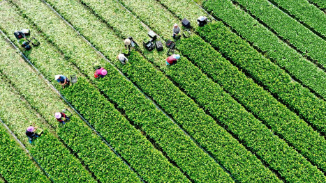 China to revise Agriculture Law to accelerate building of agricultural powerhouse | ASIES | Scoop.it
