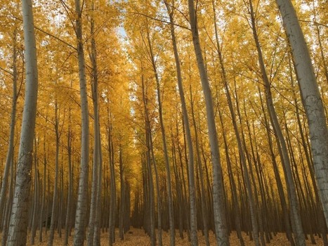 Scenic Boardman Tree Farm will be cut, replaced with cows and potatoes | Timberland Investment | Scoop.it