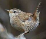 BirdLab : participez à une vaste expérience scientifique tout en nourrissant les oiseaux | Culture scientifique et technique | Scoop.it