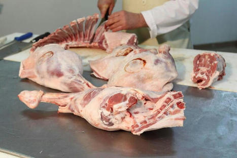 Agneau : les prix de marché restent toujours à la hausse en France et en Europe | Actualité Bétail | Scoop.it
