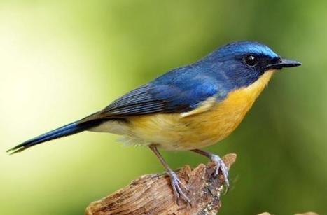 Harga Burung Tledekan Gunung Laut Dan Jenis La