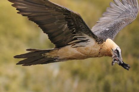 Trois nouveaux gypaètes barbus réintroduits dans les Cévennes | Biodiversité | Scoop.it