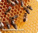 Study: EPA-approved GMO insecticide responsible for killing bees | Longevity science | Scoop.it