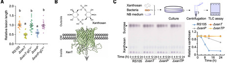 A bacterial nutrition strategy for plant disease control | sci | RMH | Scoop.it