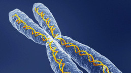 En genética, nadie es perfecto | Mi Cajón de Ideas | Scoop.it