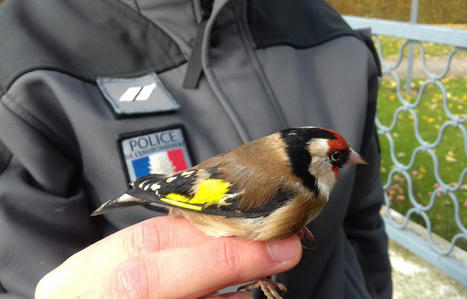 Braconnage et contrebande : le trafic d'oiseaux sauvages s'envole dans le Nord | Biodiversité | Scoop.it