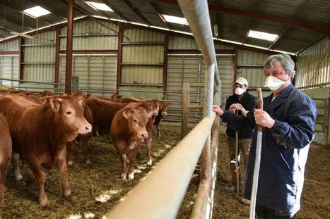 Après une année 2020 compliquée, le groupe coopératif Capel cherche à tisser des partenariats | Actualité Bétail | Scoop.it
