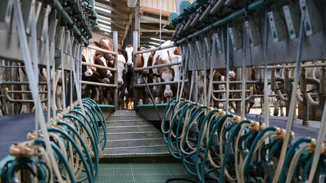 Dans la filière lait, les grands troupeaux sont le signe de transformations profondes - Ouest France [Abonnés] | Agriculture en Pays de la Loire | Scoop.it