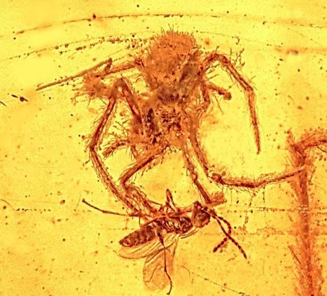 La première preuve fossilisée d’une attaque d’arachnide ! [en anglais] | EntomoNews | Scoop.it