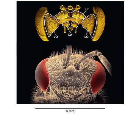 Les abeilles sont-elles aussi victimes de leur intelligence ? | Biodiversité | Scoop.it