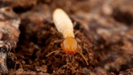 La sensibilité des termites à la température affecte le taux de pourriture du bois à l'échelle mondiale | EntomoNews | Scoop.it