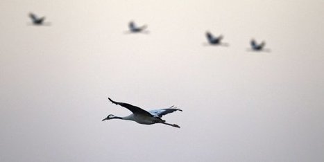 Transformation digitale : oiseau ou avion ? | Stratégie digitale et entreprise numérique | Scoop.it