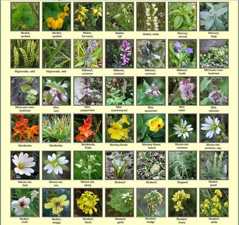 Irish Wildflowers | Hobby, LifeStyle and much more... (multilingual: EN, FR, DE) | Scoop.it