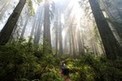 California Coast Redwoods Named #1 U.S. Travel Destination by Lonely Planet; Save the Redwoods | Coastal Restoration | Scoop.it