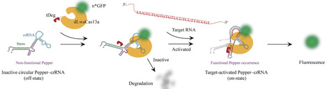 Programmable, target-induced fluorogenic CRISPR&ndash;tDeg platform for live-cell RNA visualization | nar | RMH | Scoop.it