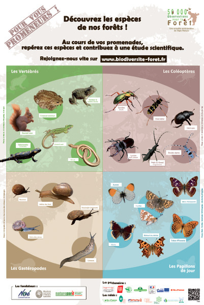 Découvrez les espèces de nos forêts : Outils d'aide à l'observation | Insect Archive | Scoop.it