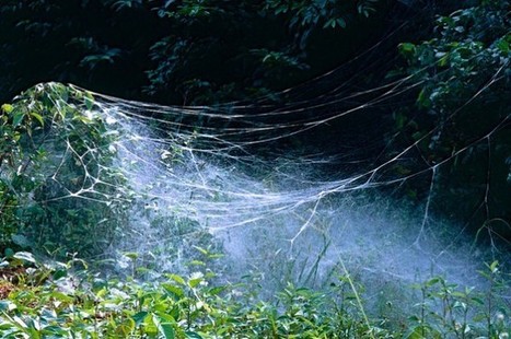 These Spiders Create 50,000-Strong Armies In The Peruvian Rainforest | RAINFOREST EXPLORER | Scoop.it