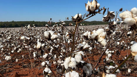 Hurricane Isaias puts Talladega cotton crop at risk - abc3340.com | Operation Deimos | Scoop.it