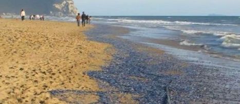 Les plages corses et italiennes recouvertes d'une étrange nappe bleue (+vidéo) | Zones humides - Ramsar - Océans | Scoop.it