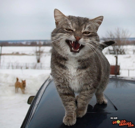 Un Chat Mechant Trollface Meme Et Hu