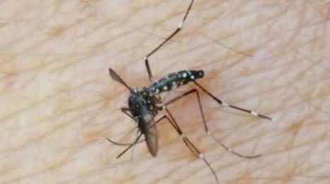 Que sait-on sur le premier cas autochtone de dengue près de Lyon ? | Variétés entomologiques | Scoop.it