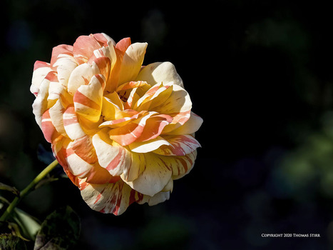Niagara Parks Botanical Gardens | Mirrorless Cameras | Scoop.it
