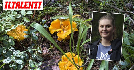Asiantuntija: N&auml;in puhdistat kantarellit oikein | A1Uutiset | Scoop.it