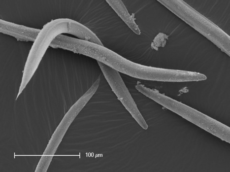 Des nématodes pour lutter contre des insectes ravageurs | EntomoNews | Scoop.it